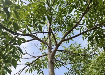 terreno con noceto - Terreno agricolo Strada Provinciale 14 5, Noto - foto 1