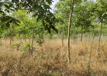 terreno con noceto - Terreno agricolo Strada Provinciale 14 5, Noto - foto 2