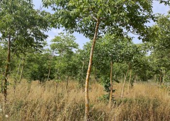 terreno con noceto - Terreno agricolo Strada Provinciale 14 5, Noto - foto 5