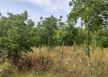 terreno con noceto - Terreno agricolo Strada Provinciale 14 5, Noto - foto 6