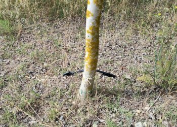 impianto irrigazione - Terreno agricolo Strada Provinciale 14 5, Noto - foto 7