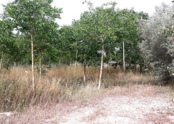 terreno con noceto - Terreno agricolo Strada Provinciale 14 5, Noto - foto 14
