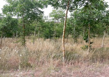 terreno con noceto - Terreno agricolo Strada Provinciale 14 5, Noto - foto 15