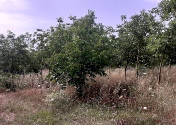 terreno con noceto - Terreno agricolo Strada Provinciale 14 5, Noto - foto 16