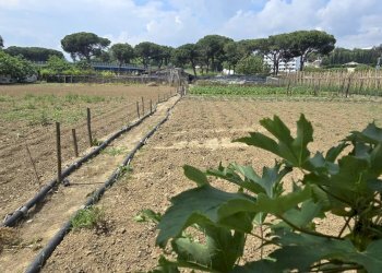 Terreno agricolo VIA BERLINGUER, Città Sant'Angelo - foto 2