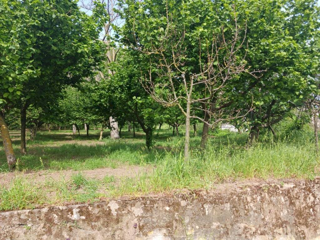 Terreno agricolo via Corticelle, Mercato San Severino - foto 2