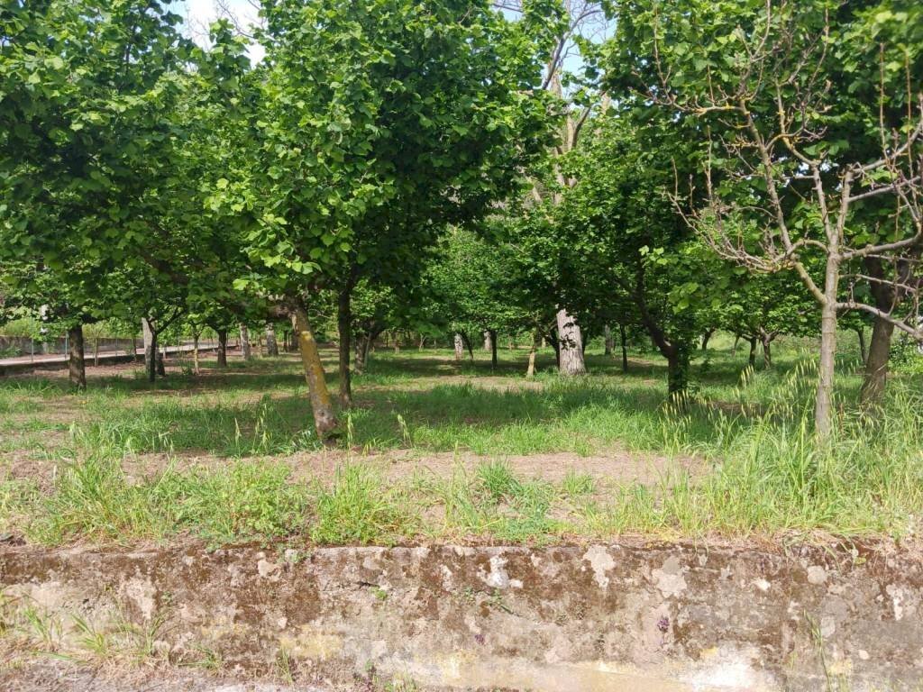 Terreno agricolo via Corticelle, Mercato San Severino - foto 3