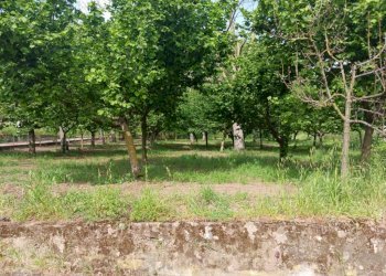 Terreno agricolo via Corticelle, Mercato San Severino - foto 3