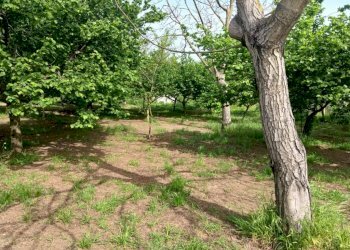 Terreno agricolo via Corticelle, Mercato San Severino - foto 5