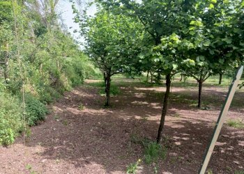 Terreno agricolo via Corticelle, Mercato San Severino - foto 7