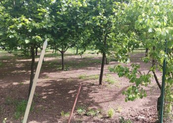 Terreno agricolo via Corticelle, Mercato San Severino - foto 8