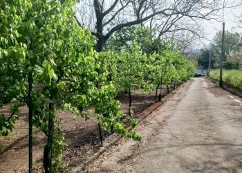 Terreno agricolo via Corticelle, Mercato San Severino - foto 10