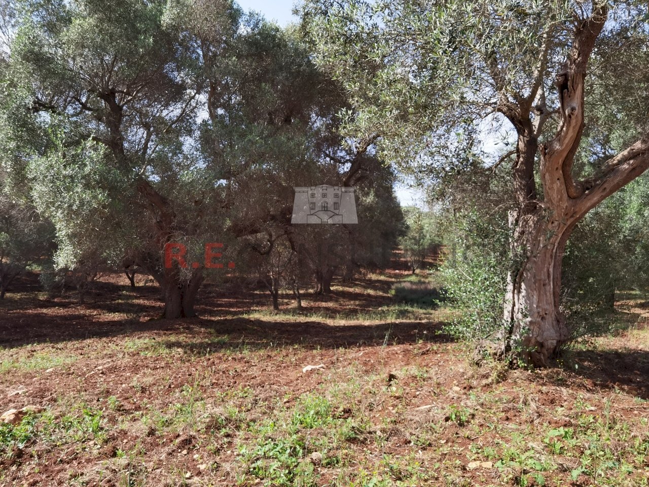 IMG_20240602_091310.jpg - Baita Ceglie Messapica - foto 3