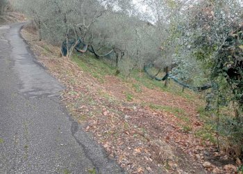 e35c6d26-f4fd-429f-8a49-9dce6c81e7fb.jpg - Terreno edificabile Ameglia - foto 5