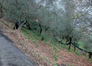 2c5b4675-ad34-4081-a18f-ba886266bc12.jpg - Terreno edificabile Ameglia - foto 6