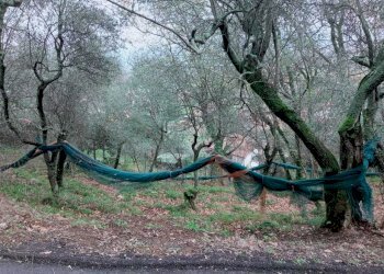 14083b77-20a5-4961-83a2-b0ed2c820fe5.jpg - Terreno edificabile Ameglia - foto 7