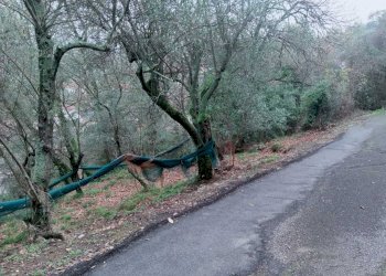 3dd34fde-f839-45ed-9718-d061f92f0f13.jpg - Terreno edificabile Ameglia - foto 8