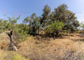 RIC08282.jpg - Rustico Priolo Gargallo - foto 3