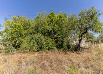 RIC08279.jpg - Rustico Priolo Gargallo - foto 9