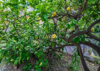 Villa Sanremo - foto 13