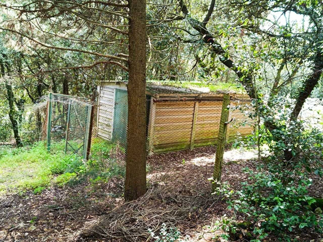 WhatsApp Image 2024-03-22 at 12.40.19 (2).jpeg - Terreno agricolo porchiano, Amelia - foto 3