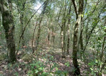 WhatsApp Image 2024-03-22 at 12.40.21 (2).jpeg - Agricultural land porchiano, Amelia - photo 1