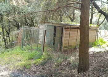 WhatsApp Image 2024-03-22 at 12.40.19 (1).jpeg - Agricultural land porchiano, Amelia - photo 2