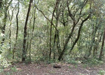 WhatsApp Image 2024-03-22 at 12.40.19.jpeg - Agricultural land porchiano, Amelia - photo 4