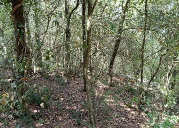 WhatsApp Image 2024-03-22 at 12.40.20.jpeg - Agricultural land porchiano, Amelia - photo 6