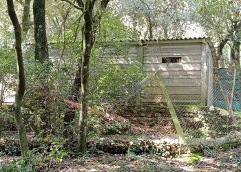 WhatsApp Image 2024-03-22 at 12.40.21 (1).jpeg - Agricultural land porchiano, Amelia - photo 7