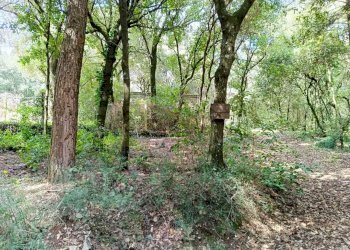 WhatsApp Image 2024-03-22 at 12.40.21 (3).jpeg - Agricultural land porchiano, Amelia - photo 8