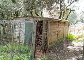 WhatsApp Image 2024-03-22 at 12.40.21.jpeg - Agricultural land porchiano, Amelia - photo 9