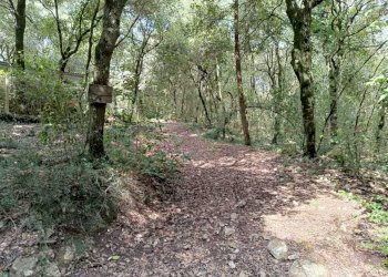 WhatsApp Image 2024-03-22 at 12.40.22.jpeg - Agricultural land porchiano, Amelia - photo 10