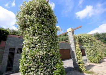 Giardino - Quadrilocale via Antonietta Massuccone Mazzini, Genova (zona Bolzaneto) - foto 7