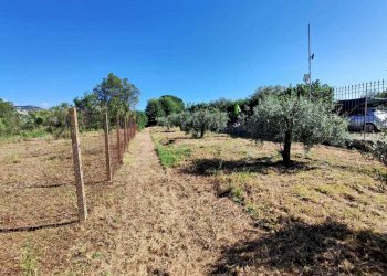 WhatsApp Image 2024-06-13 at 09.23.52 (2).jpeg - Terreno agricolo via colle ponte, Guidonia Montecelio - foto 9