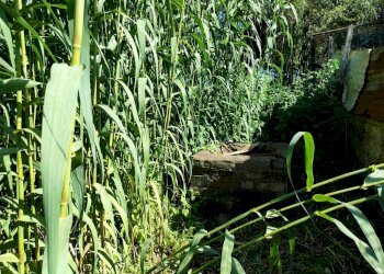 WhatsApp Image 2024-06-13 at 09.23.52 (3).jpeg - Terreno agricolo via colle ponte, Guidonia Montecelio - foto 10