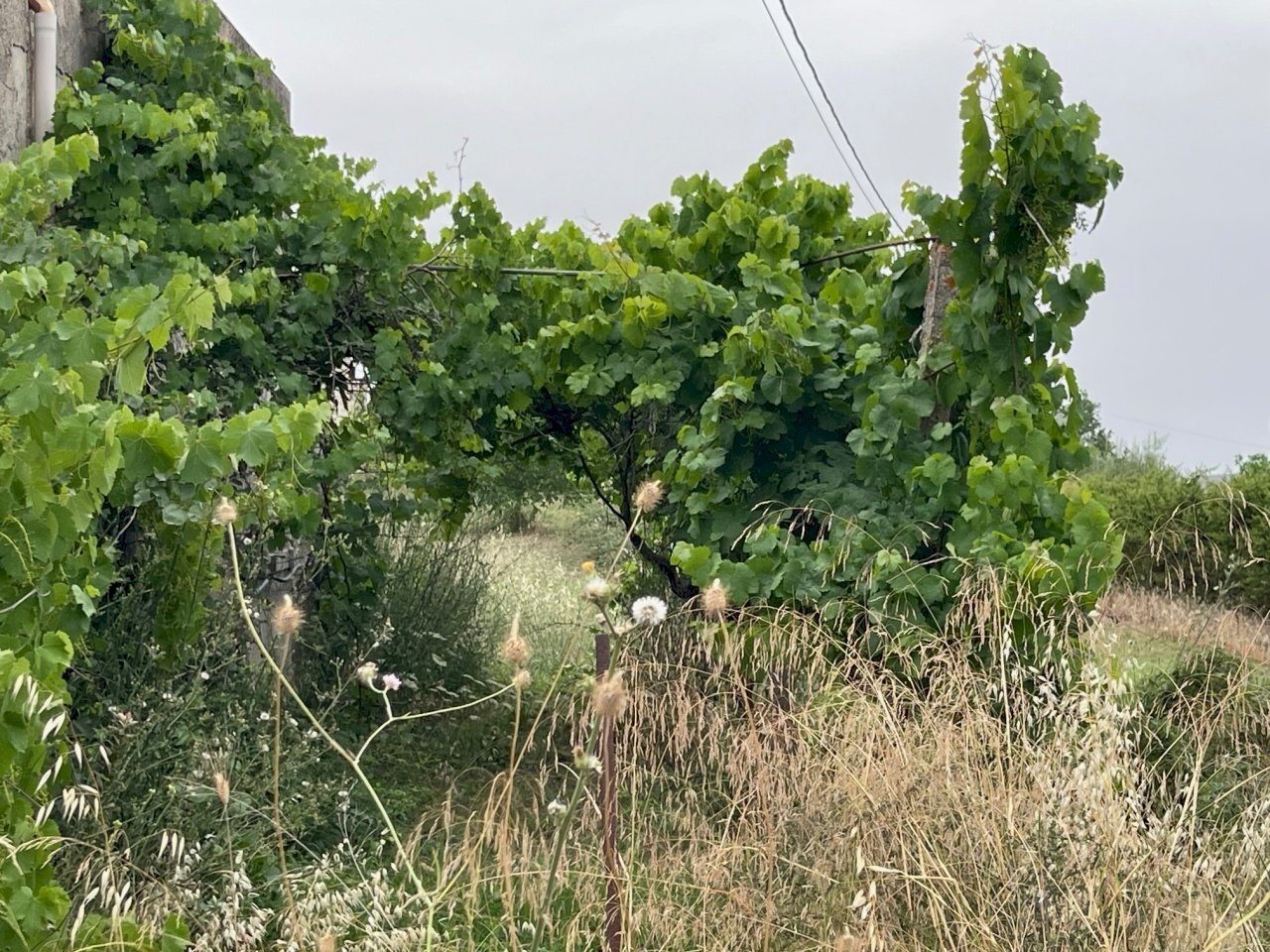 IMG_3209.jpg - Building land Via Virgilio Failla, Giarratana - photo 3