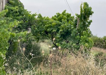 IMG_3209.jpg - Terreno edificabile Via Virgilio Failla, Giarratana - foto 3