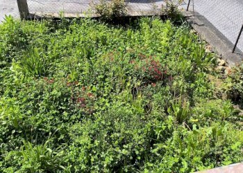 Giardino - Quadrilocale via 20 Settembre, Niella Tanaro - foto 11