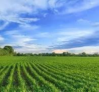 download.jpeg - Agricultural land Pietrasanta - photo 1