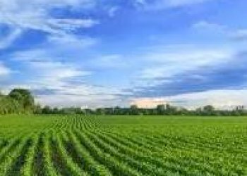 download.jpeg - Terreno agricolo Pietrasanta - foto 1