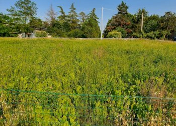 Terreno edificabile Reggio nell'Emilia - foto 2