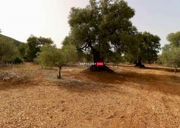 Trullo C.da S. Oronzo, Monopoli - foto 21