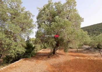 Trullo C.da S. Oronzo, Monopoli - foto 22