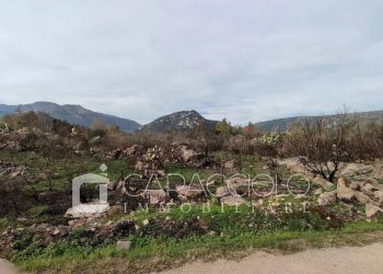 Terreno agricolo San Teodoro - foto 2