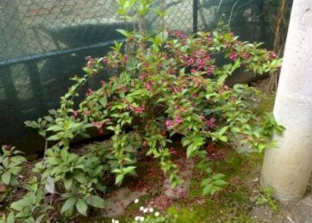 Giardino - Bilocale via San Donato, 188, Bologna (zona San Donato) - foto 10