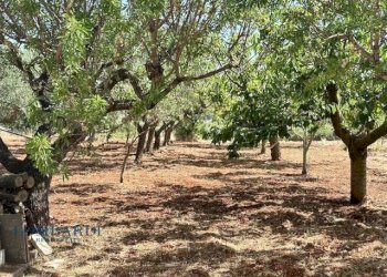 Villa Unifamiliare Contrada Figazzaro, Cisternino - foto 19