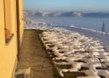 Terreno agricolo Santo Stefano Belbo - foto 19