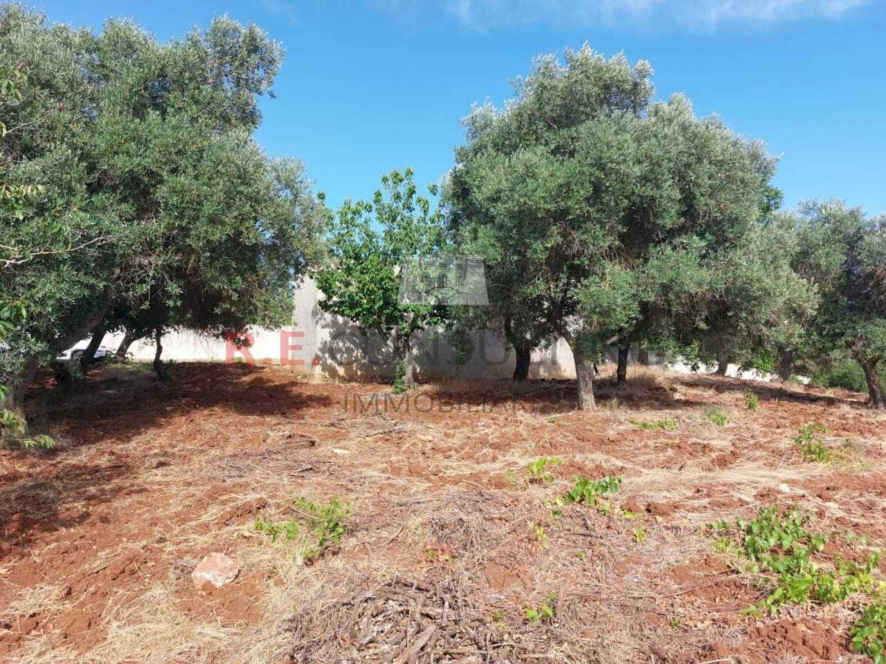 WhatsApp Image 2024-06-28 at 17.54.35 (1).jpeg - Independent house strada sacramento, Ceglie Messapica - photo 3