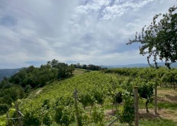 Rustico Cassinasco - foto 27